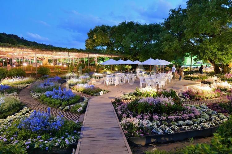 ライトアップされた花壇 ライトアップされた花壇 花壇,ライトアップ,あしかがフラワーパークの写真素材