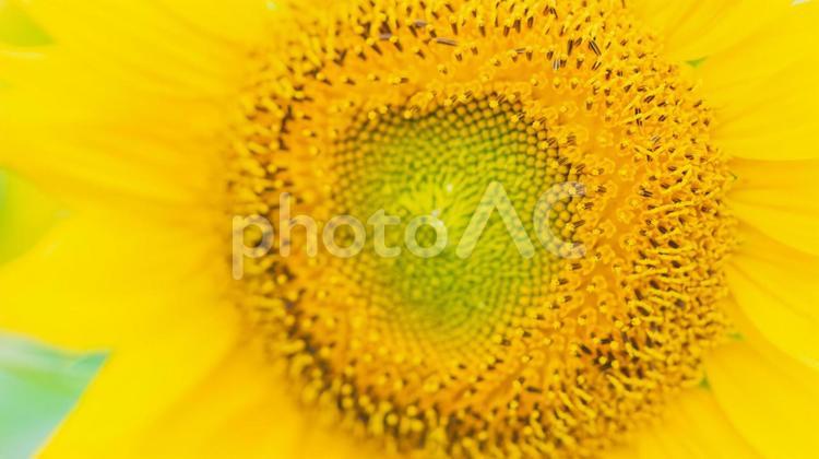   ひまわり ひまわり,向日葵,ひまわり畑の写真素材