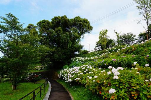 公園のアジサイ 公園のアジサイの写真