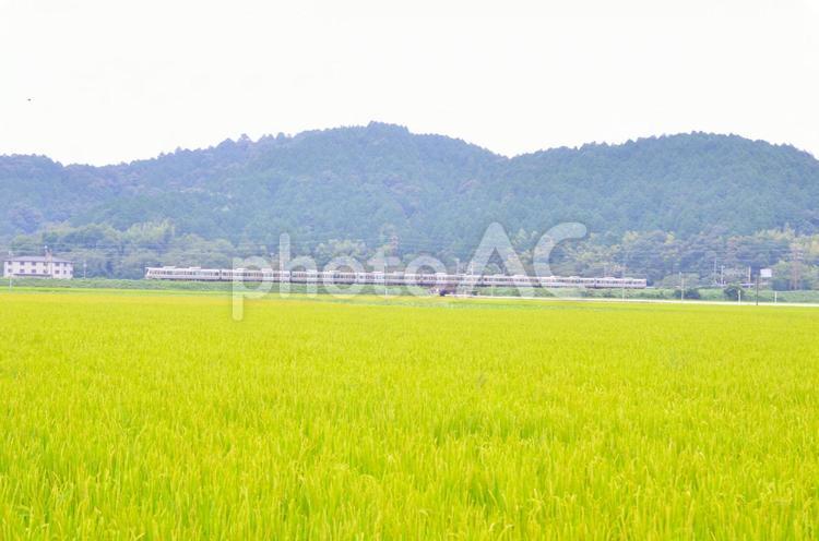 山と電車と畑 イネ,山,畑の写真素材