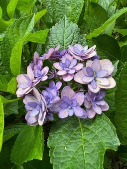 梅雨の花 梅雨の花の写真