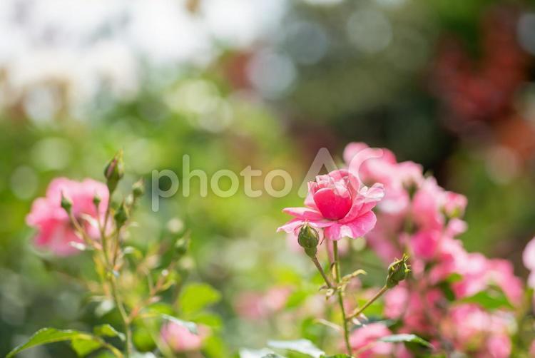 初夏のバラ園の風景９ バラ園,薔薇,バラの写真素材