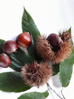 Autumn chestnut picking, JPG