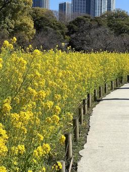菜の花 菜の花の写真