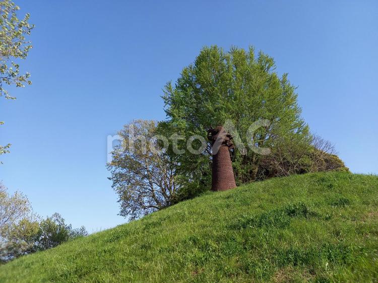 旧岩淵水門の島の木 公園,自然,土手の写真素材