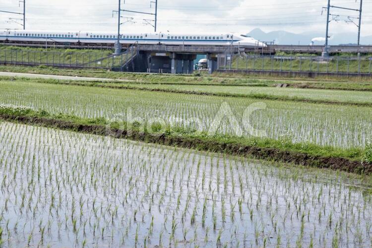 新幹線と水田 自然,田んぼ,田園の写真素材
