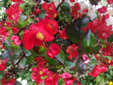 flower, JPG
