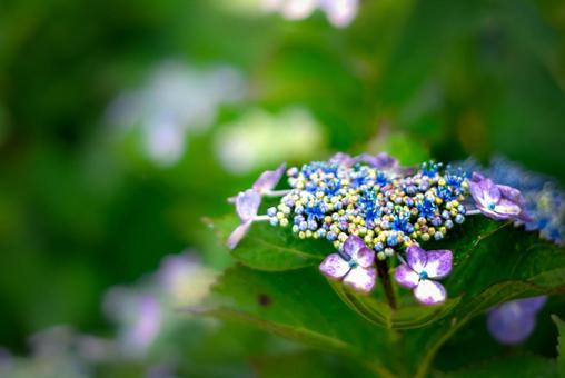 <Goto scenery> Rainy season scenery and hydrangea flowers, JPG