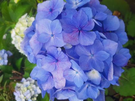庭先に咲く紫陽花 紫陽花,花,青色の写真素材