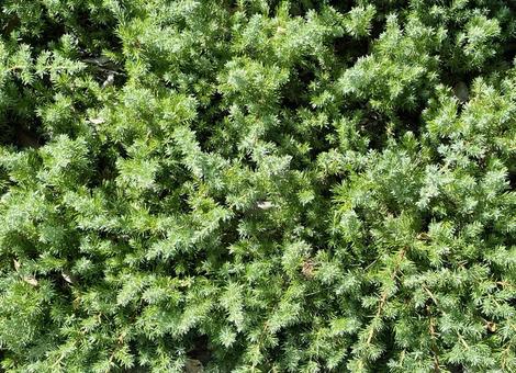 トゲトゲした植物 トゲトゲした植物の写真