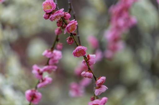 枝垂れる紅梅の花 枝垂れる紅梅の花の写真