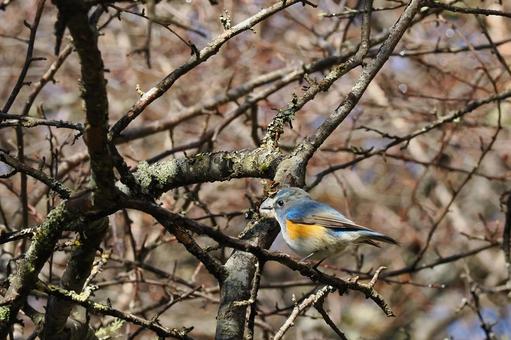 Blue-and-white flycatcher on Mount Nyukasa, JPG Blue-and-white flycatcher on Mount Nyukasa, JPG