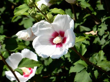[Flower photo] White Rose of Sharon, JPG