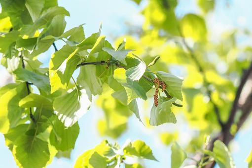 シラカバの雄花と雌花の写真