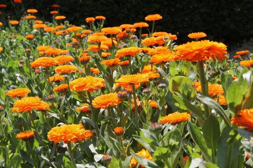 キンセンカ・金盞花　咲く風景 キンセンカ,草花,鮮やかなの写真素材