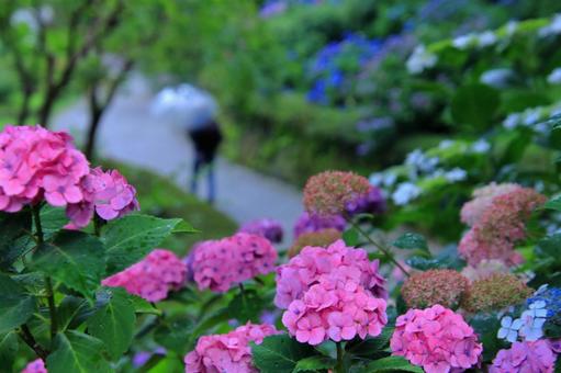 公園の紫陽花 公園の紫陽花の写真