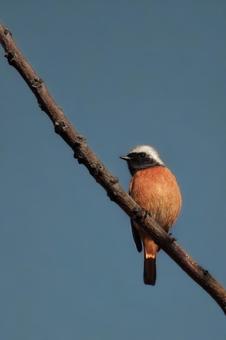 ジョウビタキ（オス） 野鳥,鳥,小鳥の写真素材