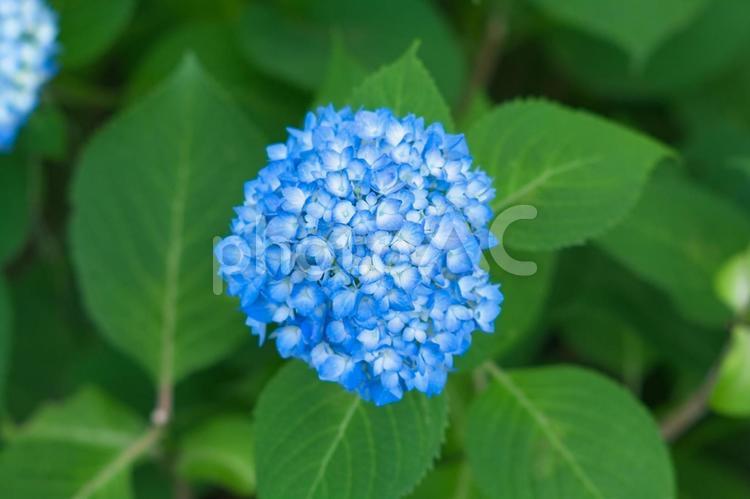 梅雨の季節に咲き始めた青い紫陽花 あじさい,アジサイ,花の写真素材