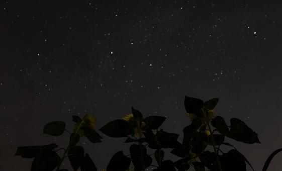 星降るひまわりの夜 星降るひまわりの夜 ひまわり,星空,夜の写真素材