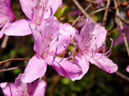 【花の写真】ツツジ ツツジ,つつじ,ピンクの写真素材