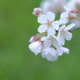 cherry blossoms, JPG