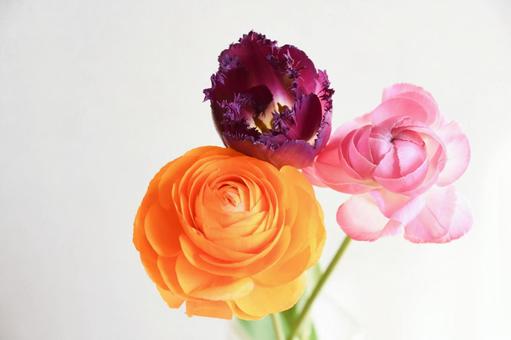 チューリップとラナンキュラスの写真