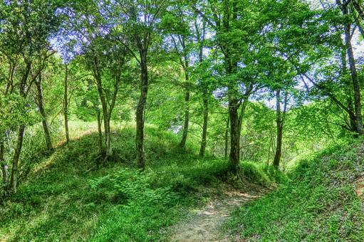 深緑の山道_HDR 深緑の山道_HDRの写真