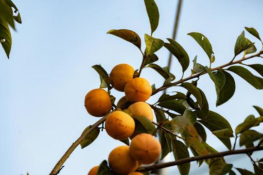 民家の庭に実る柿の写真