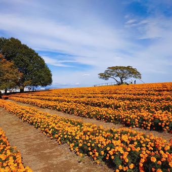 マリーゴールドの丘 マリーゴールドの丘,マリーゴールド,丘の写真素材