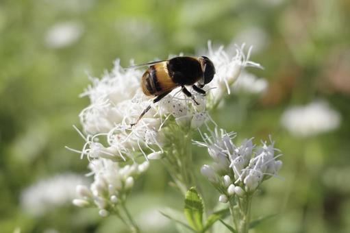 花粉 ミツバチ 蜜 花 はち,ミツバチ,花の写真素材