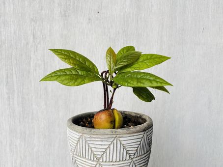 アボカド苗 アボカド,植物,栽培の写真素材