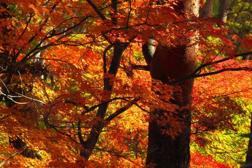 Autumn colors, JPG Autumn colors, autumn leaves, yellow leaves, red, JPG