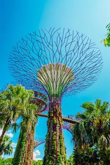 【シンガポール】スーパーツリー 【シンガポール】スーパーツリー シンガポール,スーパーツリー,植物園の写真素材