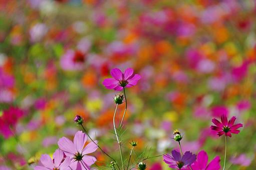 コスモス幻想 コスモス幻想 コスモス,秋桜,満開の写真素材