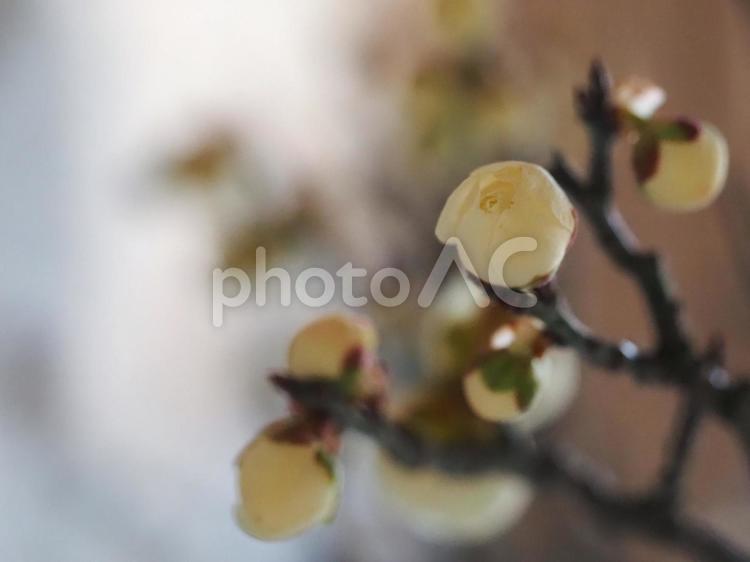 春の花　白梅のつぼみ⑤ 梅,白梅,春の写真素材