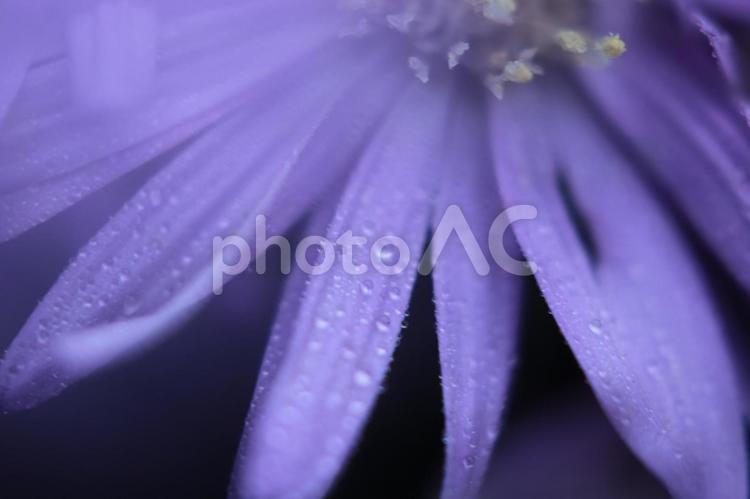 沈黙のしずく 紫の花びら,朝露,マクロフォトの写真素材