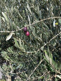 木に実ったオリーブの実 オリーブの実,黒オリーブ,オリーブの写真素材