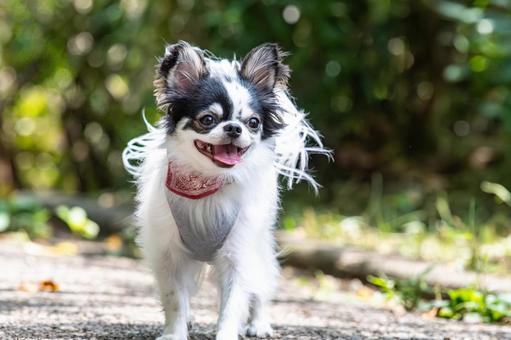 甘えん坊なチワワ ちわわ,チワワ,犬の写真素材