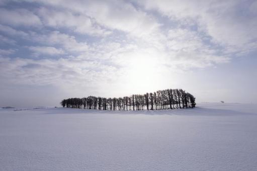 陽光が照らす雪原の並木 陽光が照らす雪原の並木 丘,林,太陽の写真素材