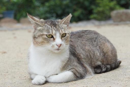 ねこ ねこ のらねこ,にゃんこ,可愛いの写真素材