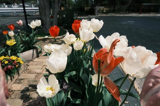 Tulips in the park, JPG