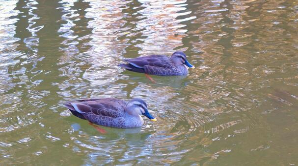 池に浮かぶカモ 鳥,野鳥,カモの写真素材