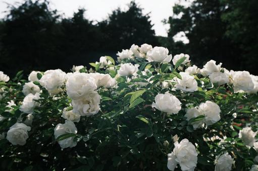 ホワイトローズ 薔薇,ホワイトローズ,花の写真素材