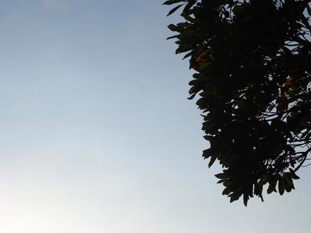 木と空 木と空の写真