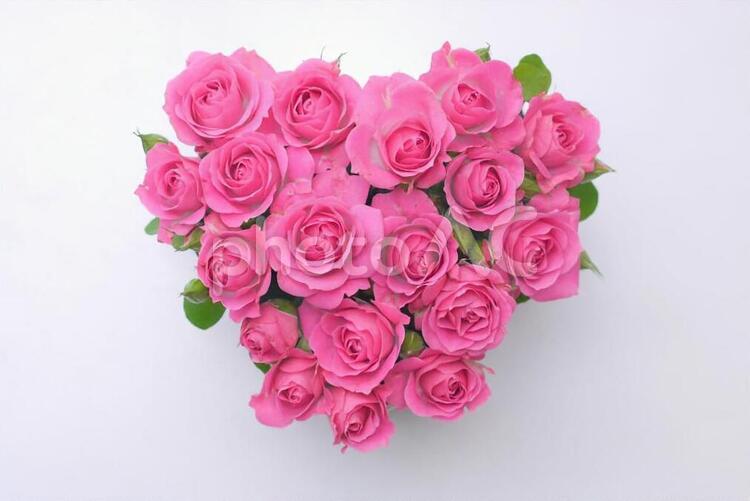 薔薇（ハート) バラ,ブーケ,植物の写真素材