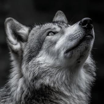 自然に溶け込む毛並みが美しいオオカミ 自然に溶け込む毛並みが美しいオオカミの写真