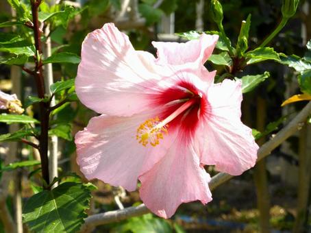 温室で咲いたピンク色のハイビスカス 温室で咲いたピンク色のハイビスカス ハイビスカス,花,植物の写真素材
