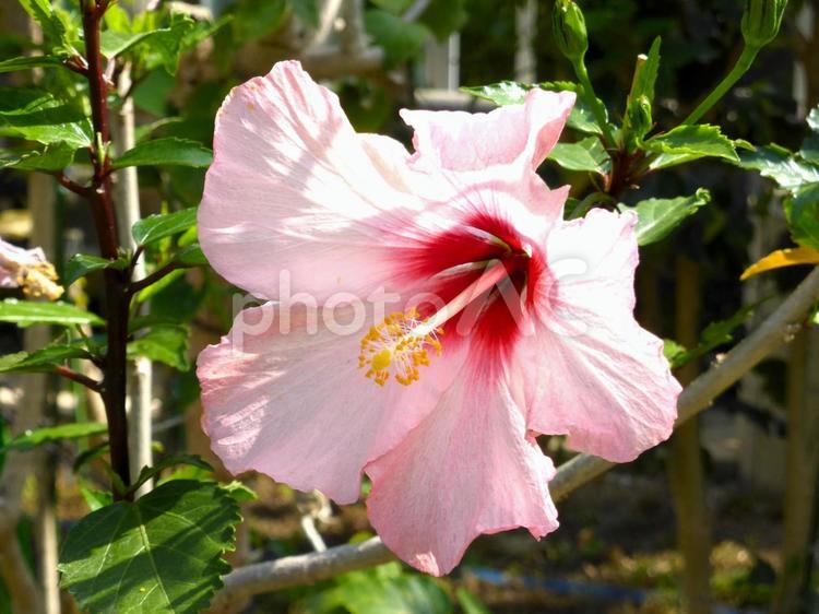 温室で咲いたピンク色のハイビスカス ハイビスカス,花,植物の写真素材