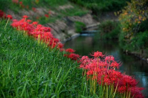 故郷のあぜ道の写真