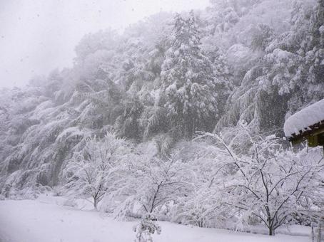 大雪で木に積もった雪4 冬,大雪,雪の写真素材